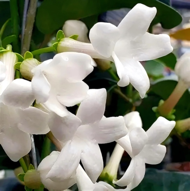 以乐会友:旋律中的文明对话