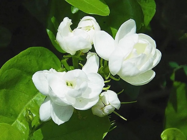 以乐会友:旋律中的文明对话